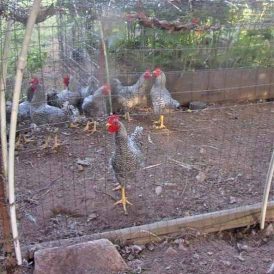 The Basics of Butchering Chickens